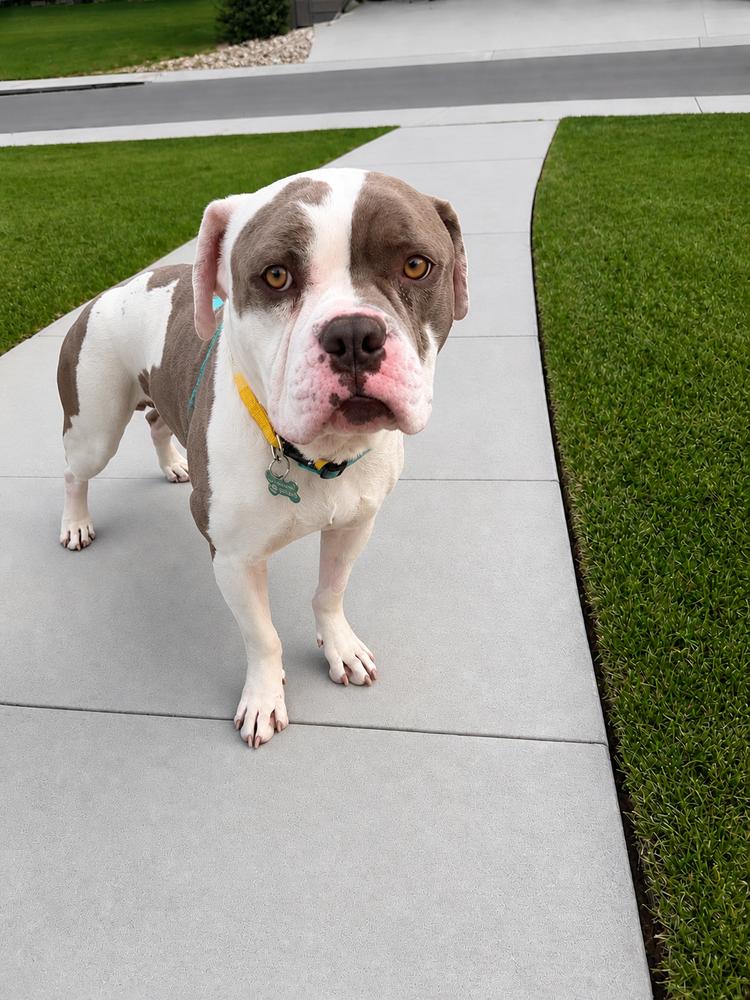 DRAX, Adoptable, Adult Male American Bulldog.