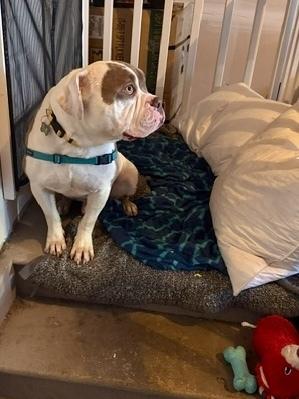 Enlarge DRAX, a Adoptable mixed breed in Broomfield, CO image 4/5