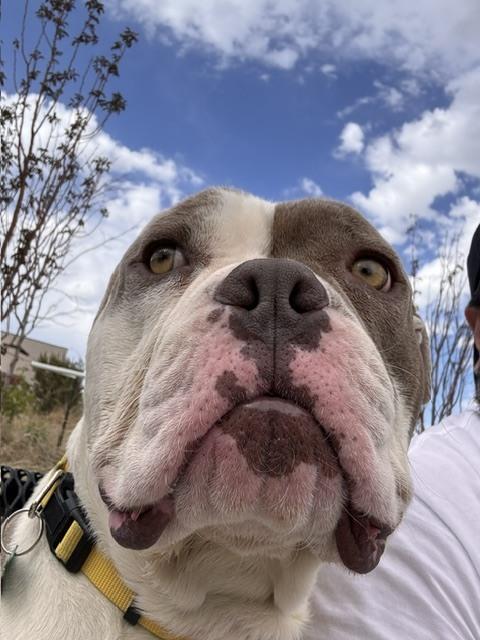 Enlarge DRAX, a Adoptable mixed breed in Broomfield, CO image 5/5