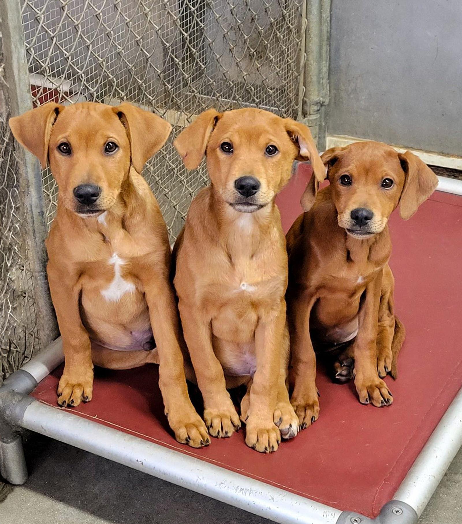 Doberman Mix Pups Boys, Adoptable, Puppy Male Doberman Pinscher.
