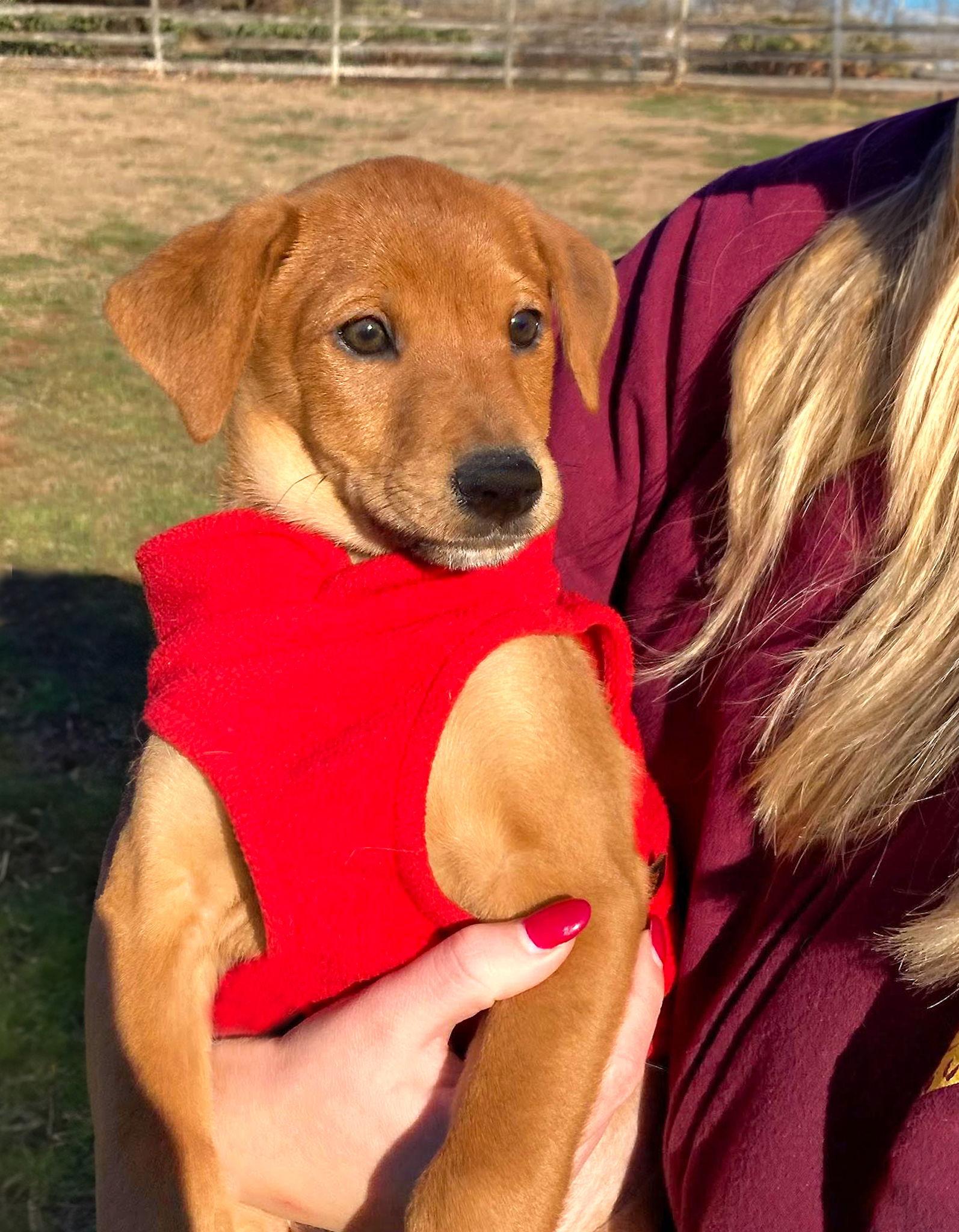 Enlarge Doberman Mix Pups Boys, a Adoptable Doberman Pinscher in Coatesville, PA image 1/3