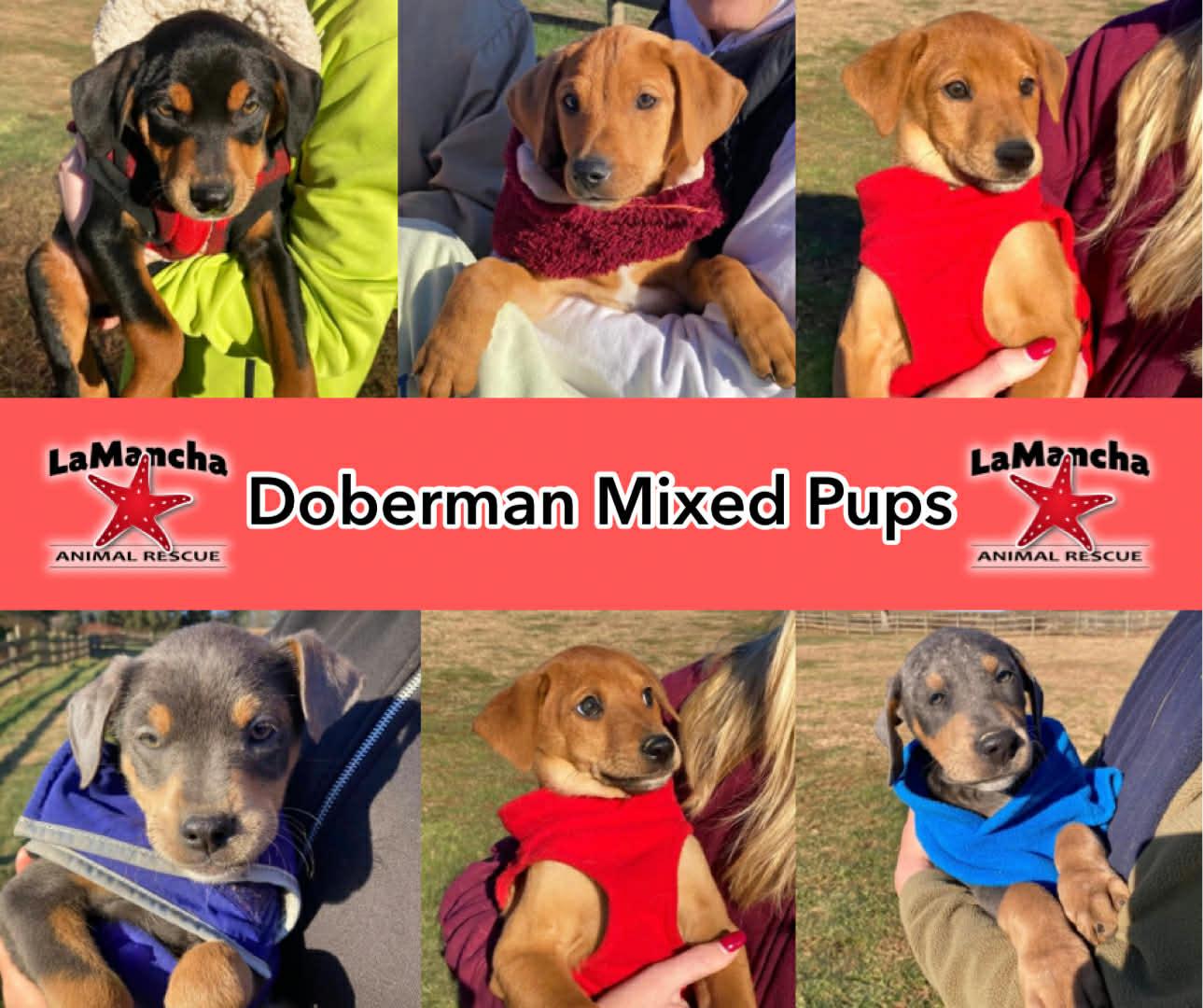Enlarge Doberman Mix Pups Boys, a Adoptable Doberman Pinscher in Coatesville, PA image 3/3