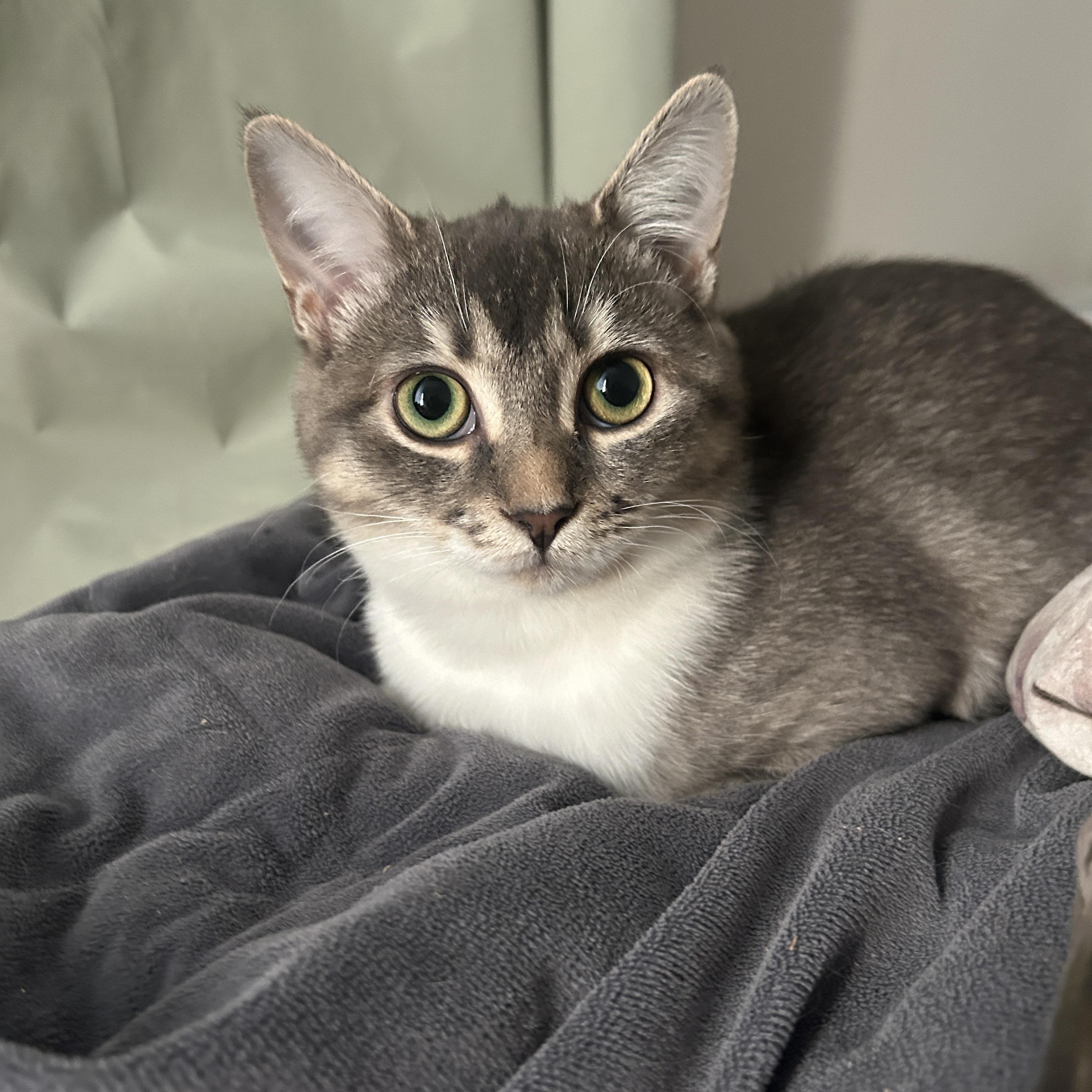 Mater *MUST BE ADOPTED WITH PO, MAVIS OR BUDDY* — thumbnail 4