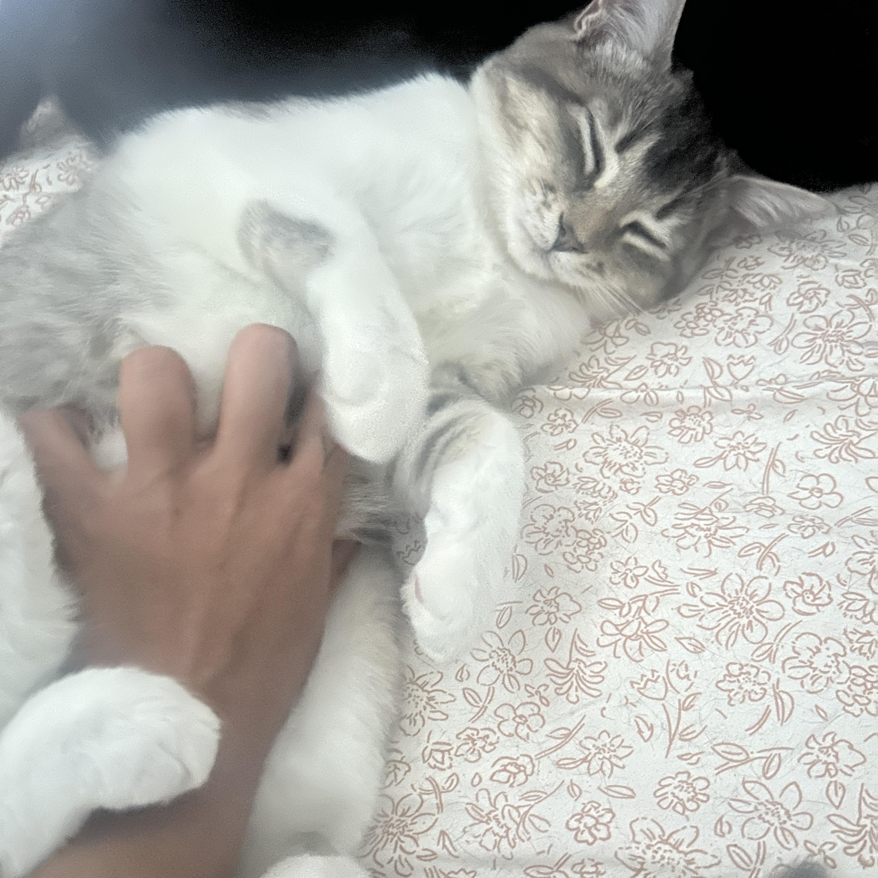 Mater *MUST BE ADOPTED WITH PO, MAVIS OR BUDDY* — thumbnail 5