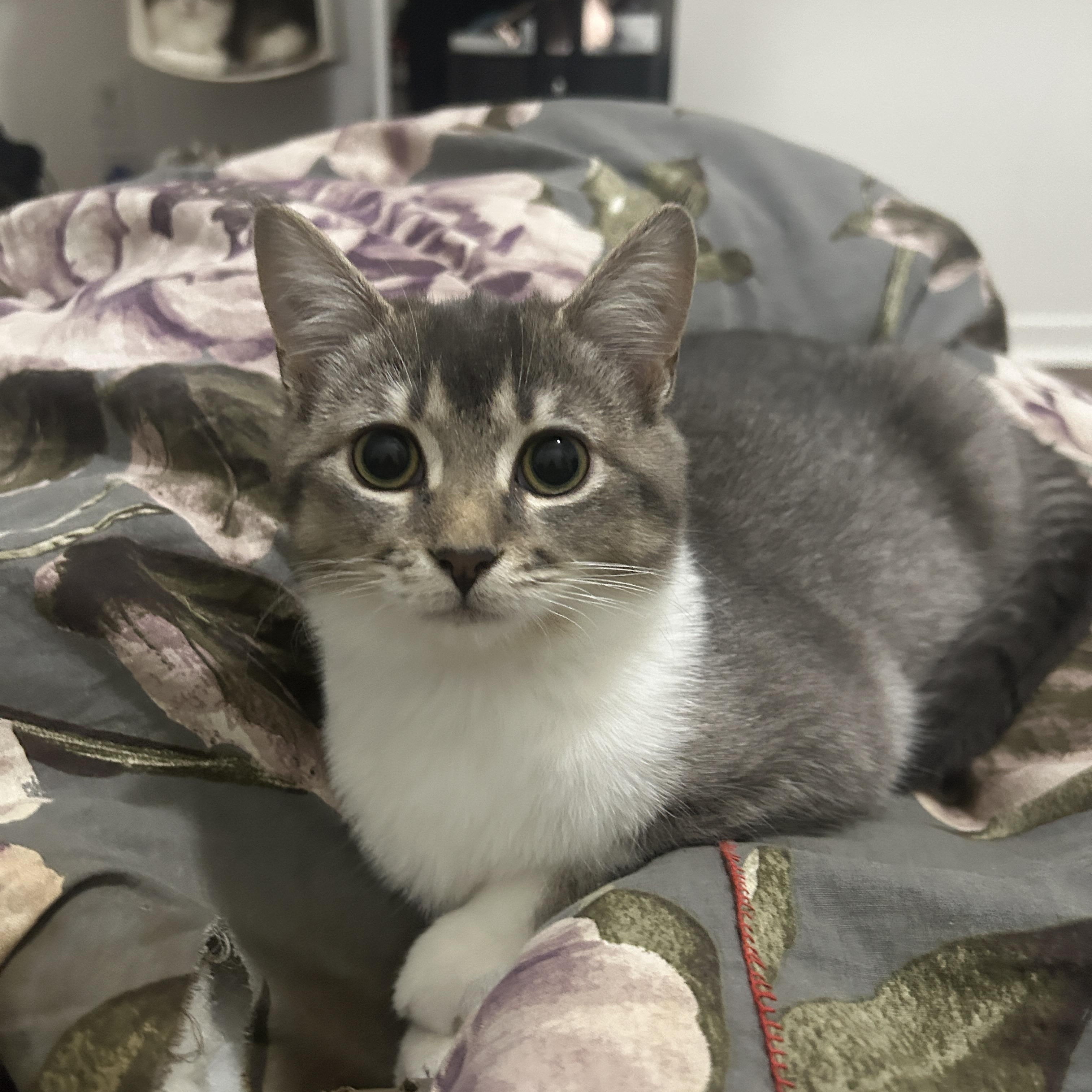 Mater *MUST BE ADOPTED WITH PO, MAVIS OR BUDDY* — thumbnail 6