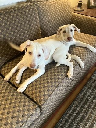 Enlarge Mora (Bonded w/ Oona), a Adoptable mixed breed in Savannah, GA image 1/3