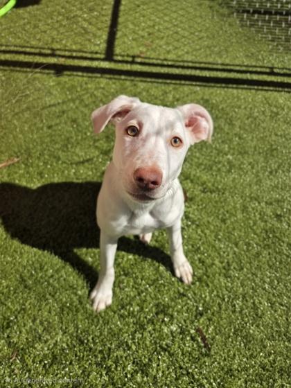 Enlarge Mora (Bonded w/ Oona), a Adoptable mixed breed in Savannah, GA image 3/3