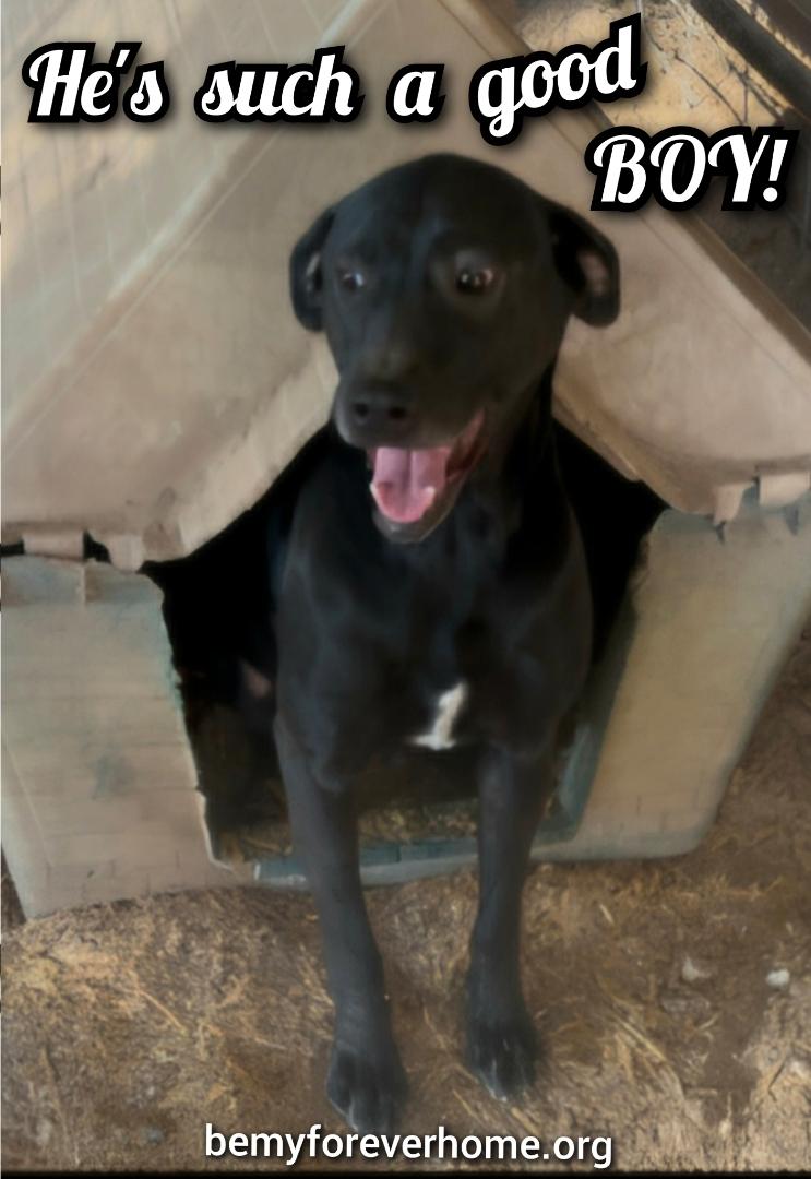 Enlarge Denny, a Adoptable Black Labrador Retriever in Plano, TX image 1/3