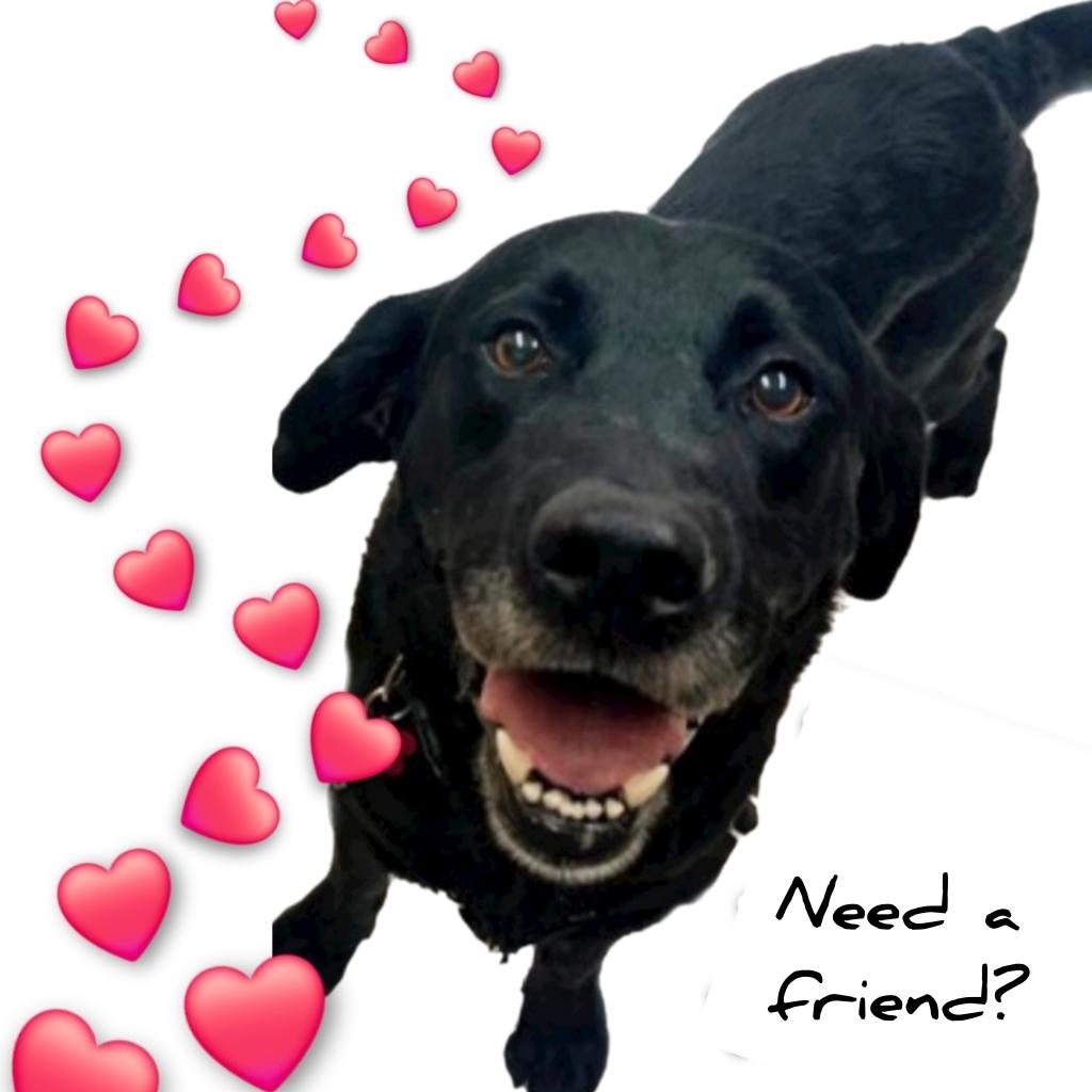 Enlarge Denny, a Adoptable Black Labrador Retriever in Plano, TX image 3/3