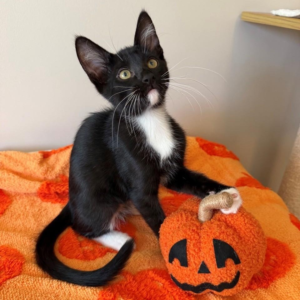 Enlarge Kif, a Adoptable Domestic Short Hair in Rochester, MN image 1/1