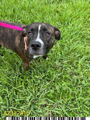 Enlarge MAGGIE, a Adoptable Mixed Breed in West Palm Beach, FL image 1/1