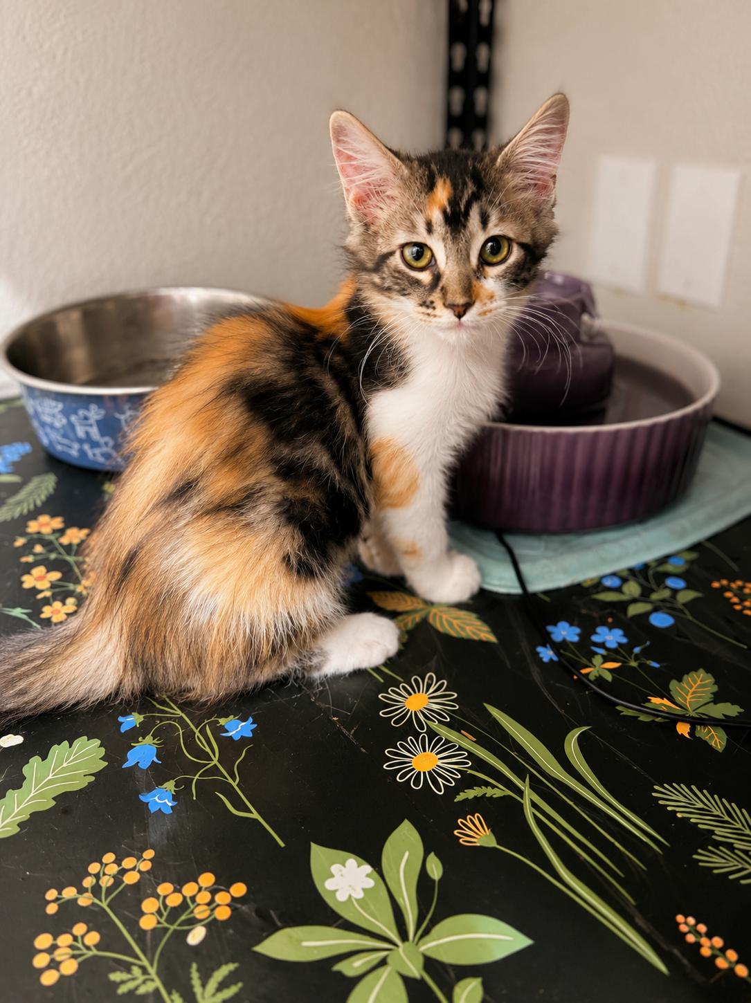 Nehemia, Adoptable, Kitten Male Domestic Long Hair.
