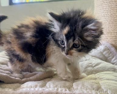 Nehemia, a Adoptable Domestic Long Hair in Rio Linda, CA image 2/3