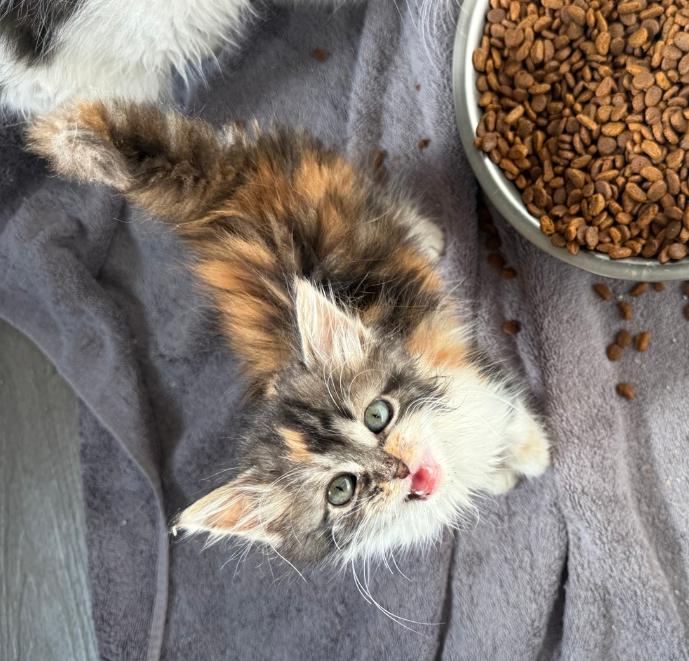 Nehemia, a Adoptable Domestic Long Hair in Rio Linda, CA image 3/3
