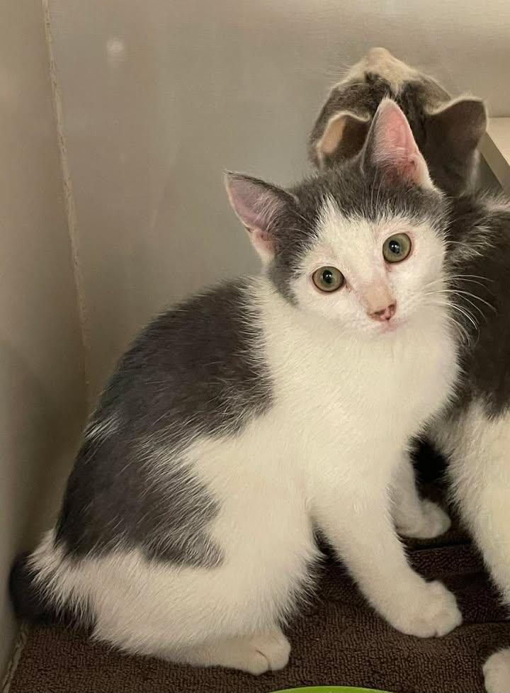 Enlarge Miskew, a Adoptable Domestic Short Hair in Arthurette, NB image 1/1