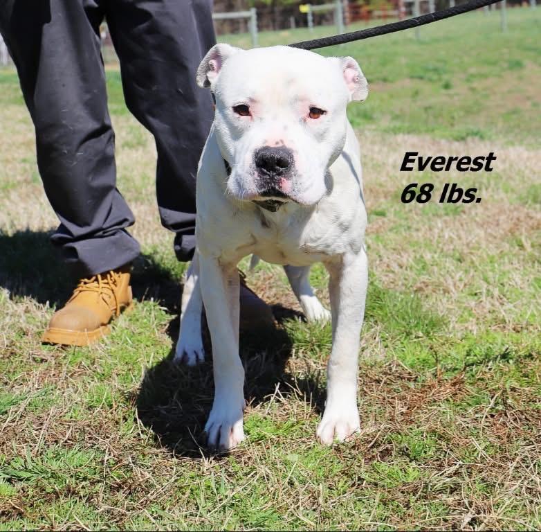Everest, Adoptable, Adult Male Mixed Breed.