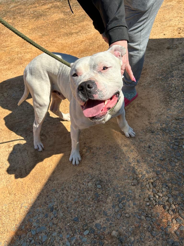 Enlarge Everest, a Adoptable mixed breed in Oxford, NC image 2/2