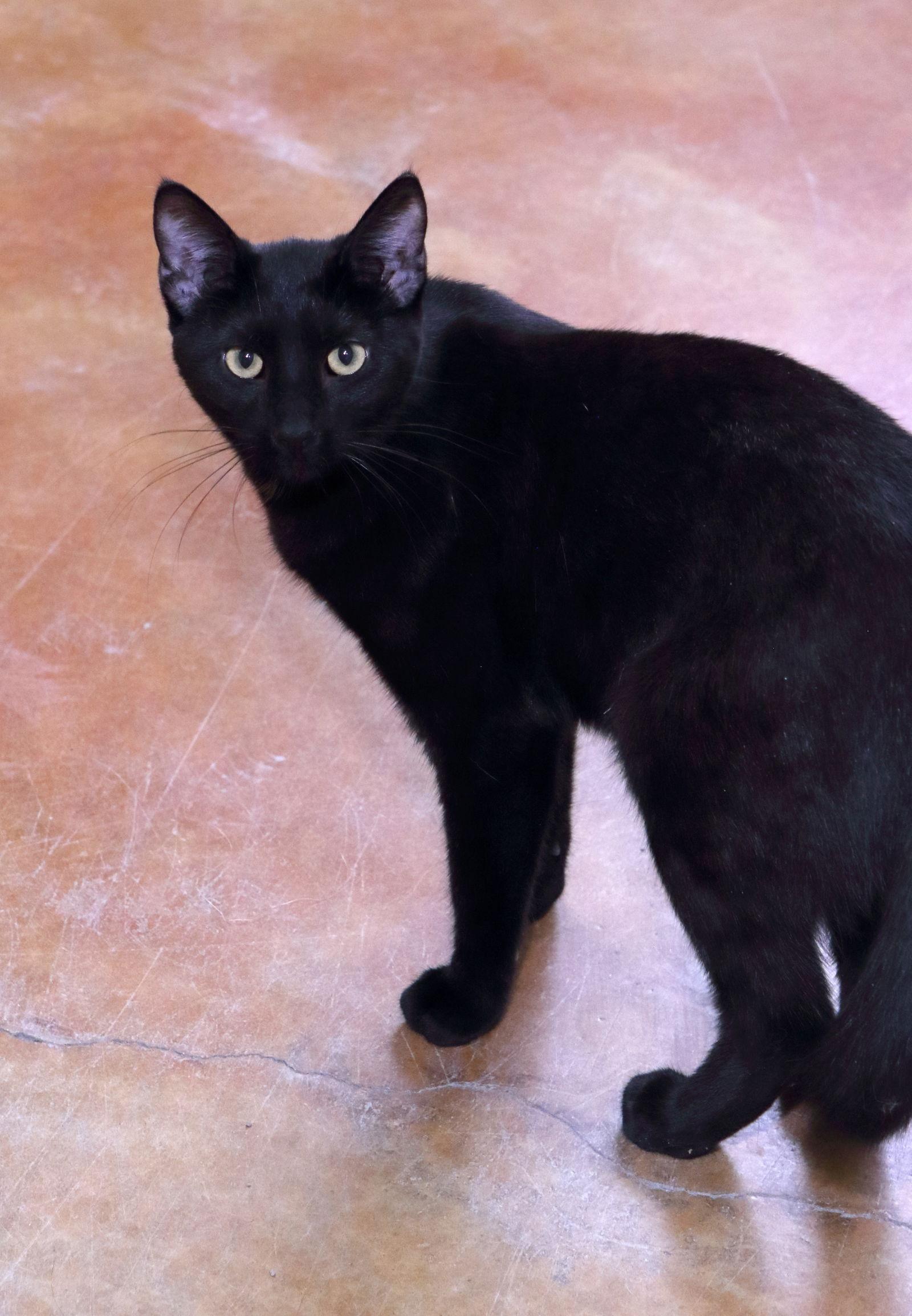 Enlarge Ed, a Adoptable Domestic Short Hair in Austin, MN image 2/3