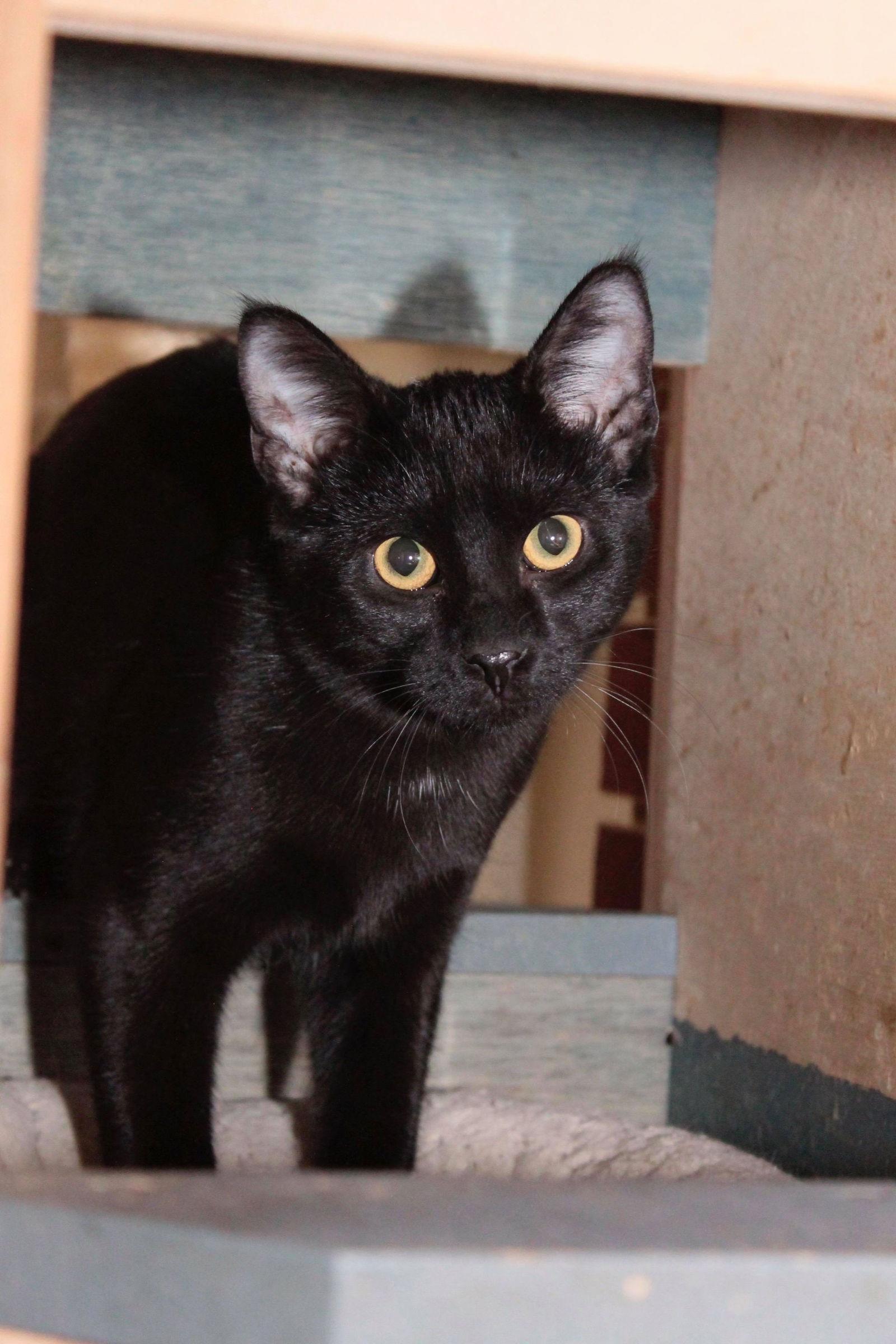 Enlarge Ed, a Adoptable Domestic Short Hair in Austin, MN image 3/3