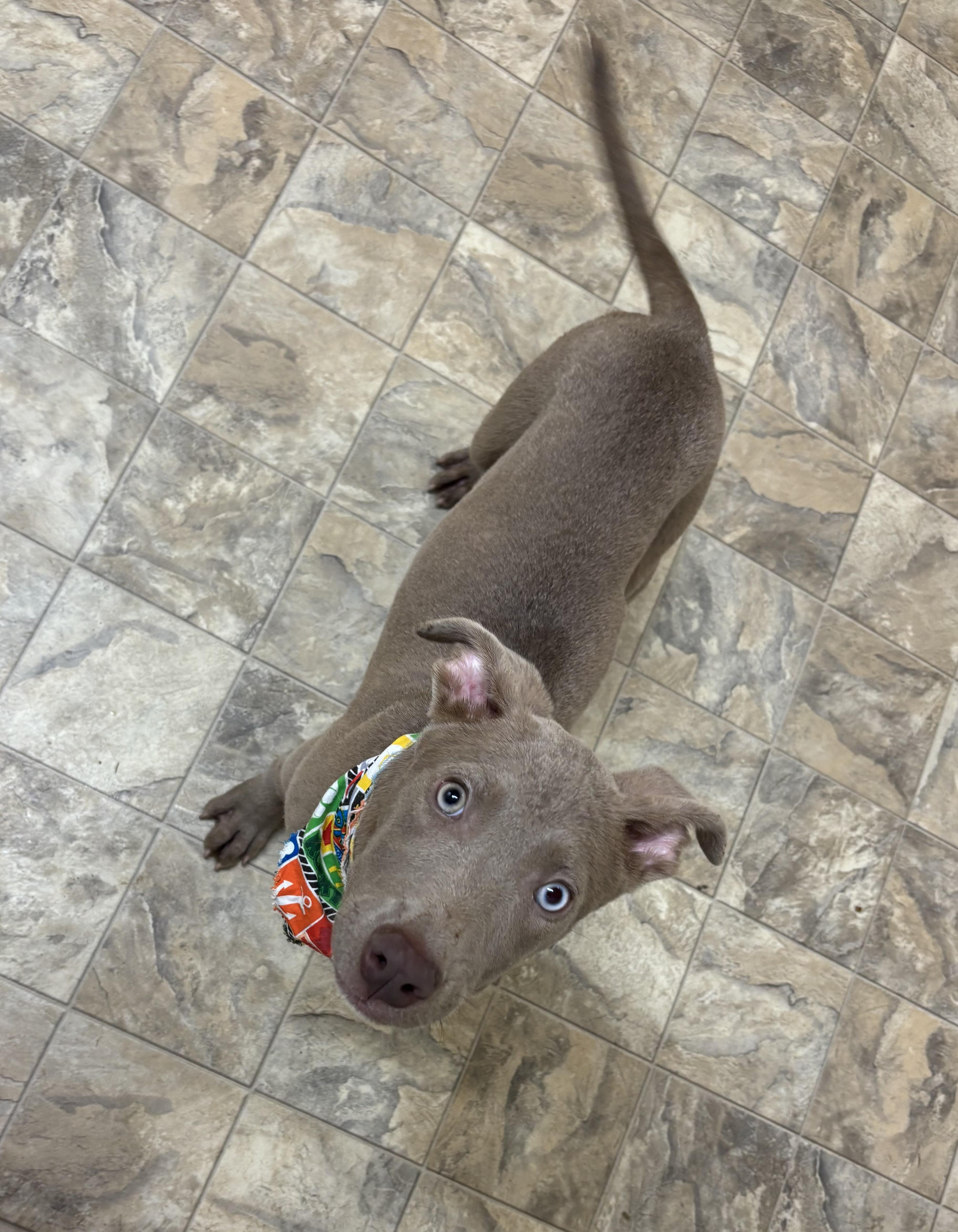 Major, Adoptable, Young Male Terrier.