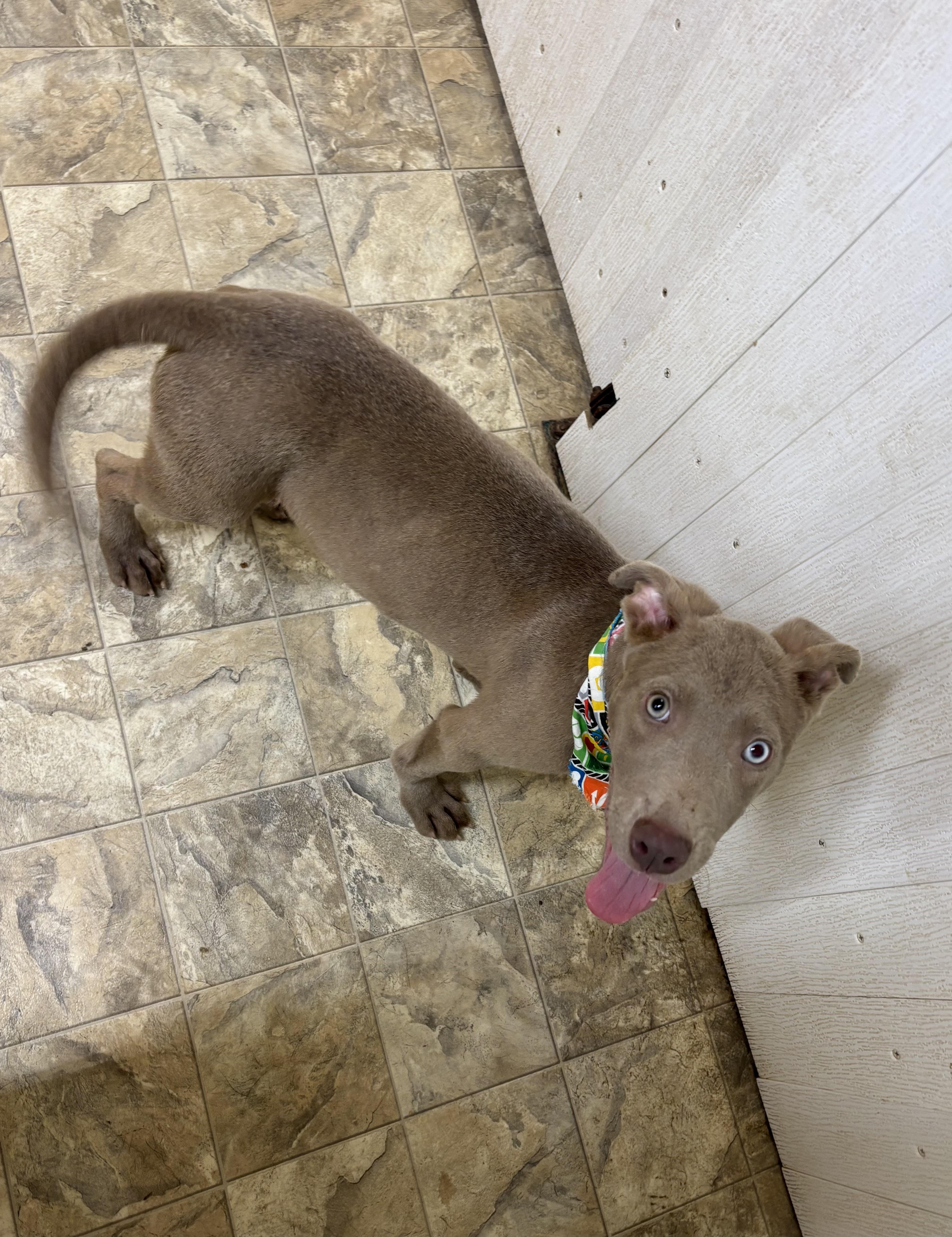 Major, a Adoptable mixed breed in Pilot Point, TX image 2/2