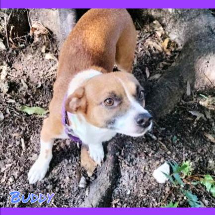 Buddy, Adopted, Adult Male Chihuahua & Labrador Retriever.