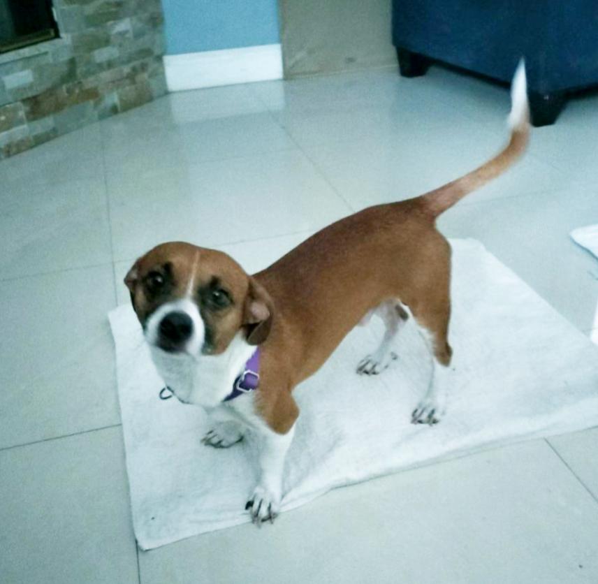 Enlarge Buddy, a Adopted mixed breed in North Fort Myers, FL image 2/6