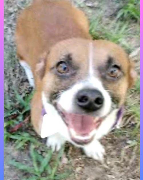 Enlarge Buddy, a Adopted mixed breed in North Fort Myers, FL image 4/6