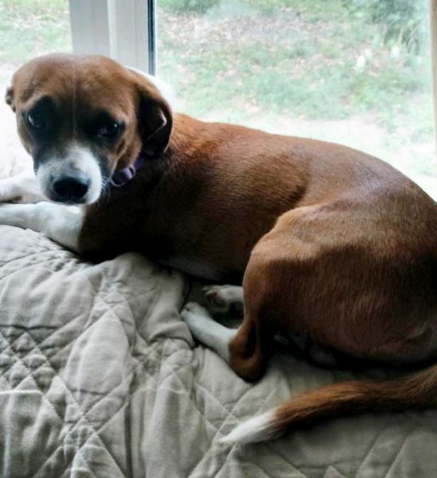 Enlarge Buddy, a Adopted mixed breed in North Fort Myers, FL image 5/6