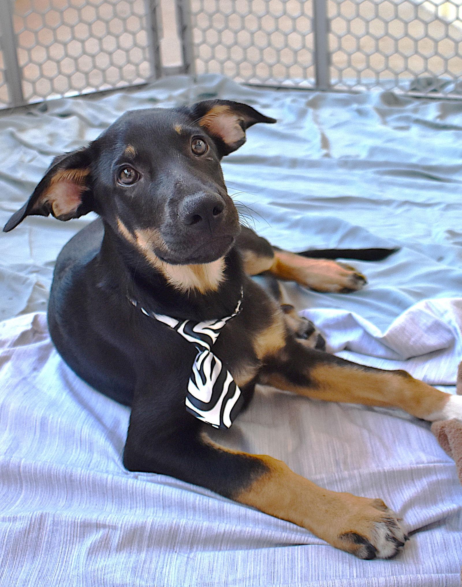 Enlarge Drake, a Adopted Shepherd in McKinney, TX image 1/1