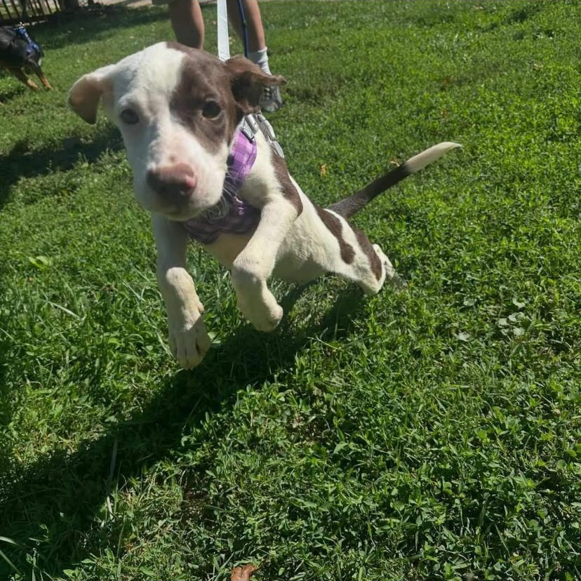Enlarge Santana, a Adoptable mixed breed in Philadelphia, PA image 2/6
