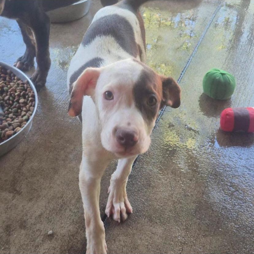 Enlarge Santana, a Adoptable mixed breed in Philadelphia, PA image 3/6