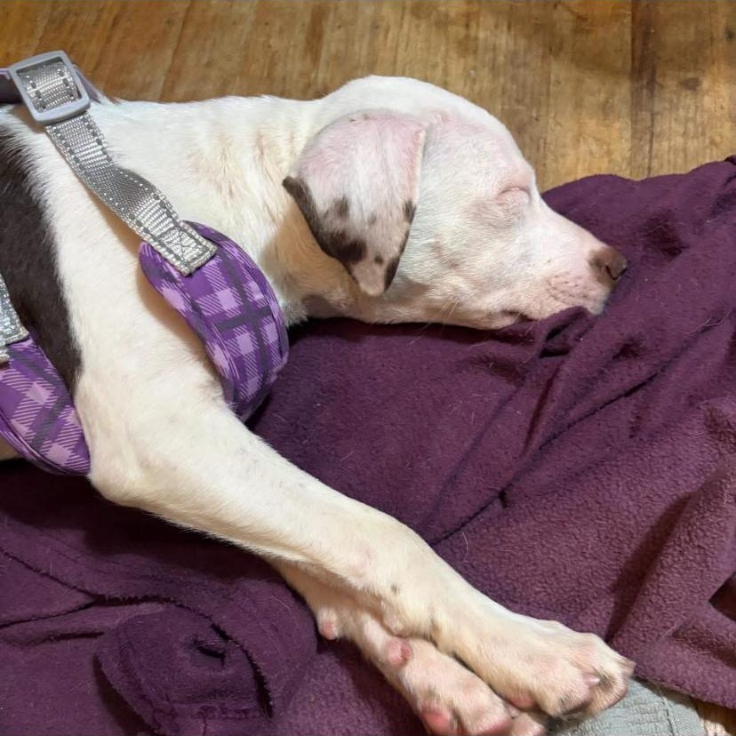 Enlarge Santana, a Adoptable mixed breed in Philadelphia, PA image 5/6