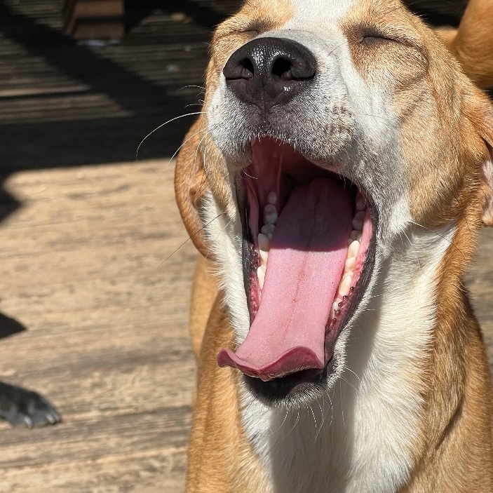Enlarge Goldie, a Adoptable mixed breed in Jeffersonville, IN image 2/5