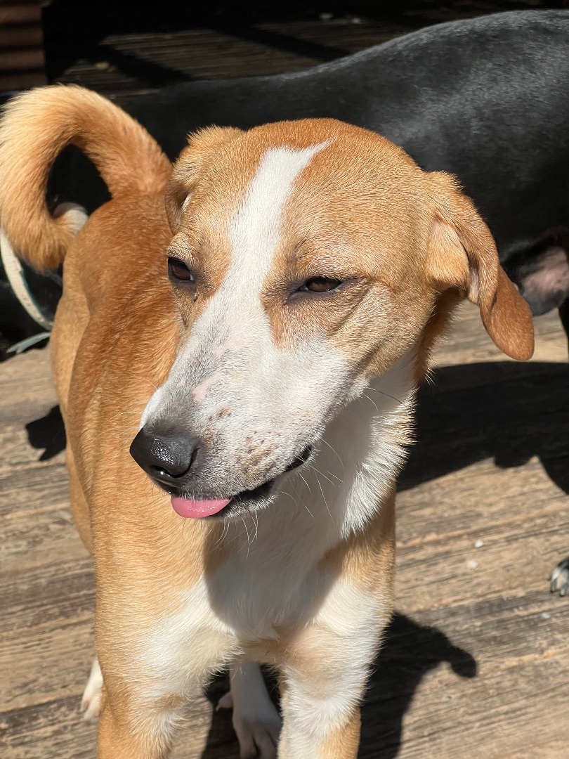 Enlarge Goldie, a Adoptable mixed breed in Jeffersonville, IN image 3/5