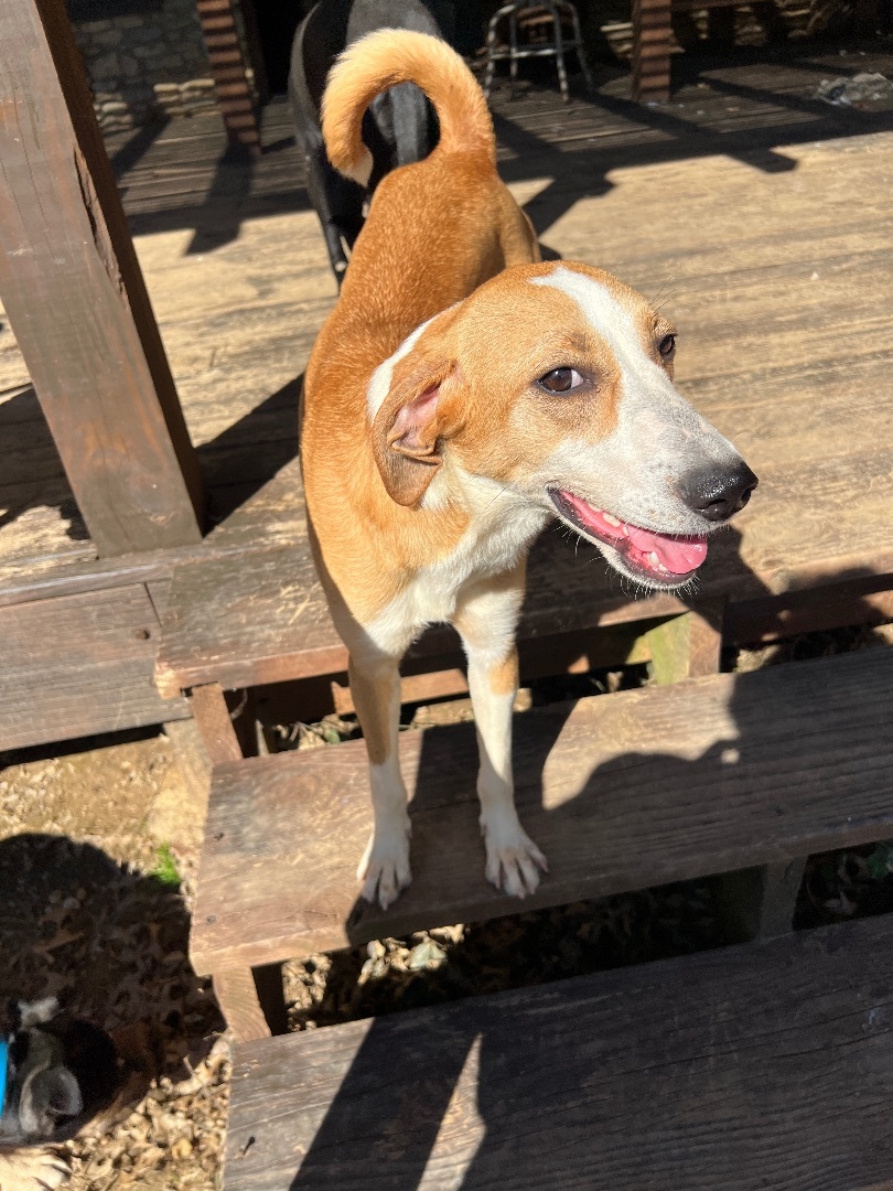 Enlarge Goldie, a Adoptable mixed breed in Jeffersonville, IN image 4/5