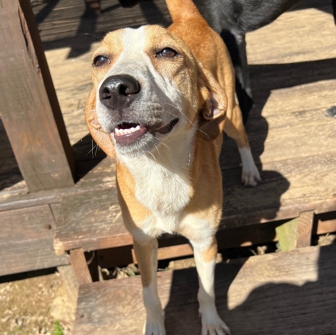 Enlarge Goldie, a Adoptable mixed breed in Jeffersonville, IN image 5/5