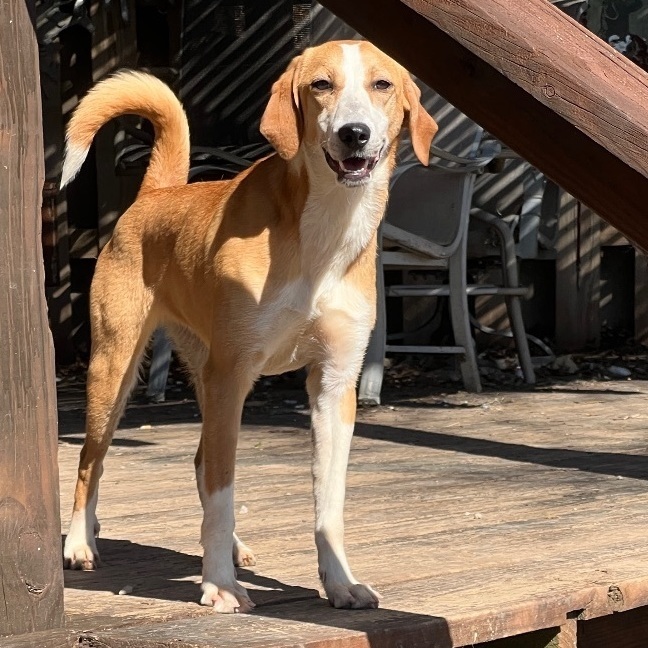 Goldie, Adoptable, Young Female Mountain Cur & Labrador Retriever.