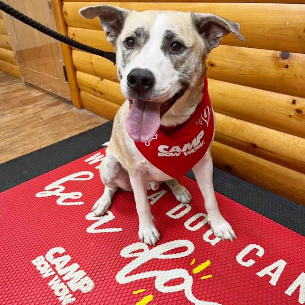 Bear, Adoptable, Adult Male Catahoula Leopard Dog & Mixed Breed.