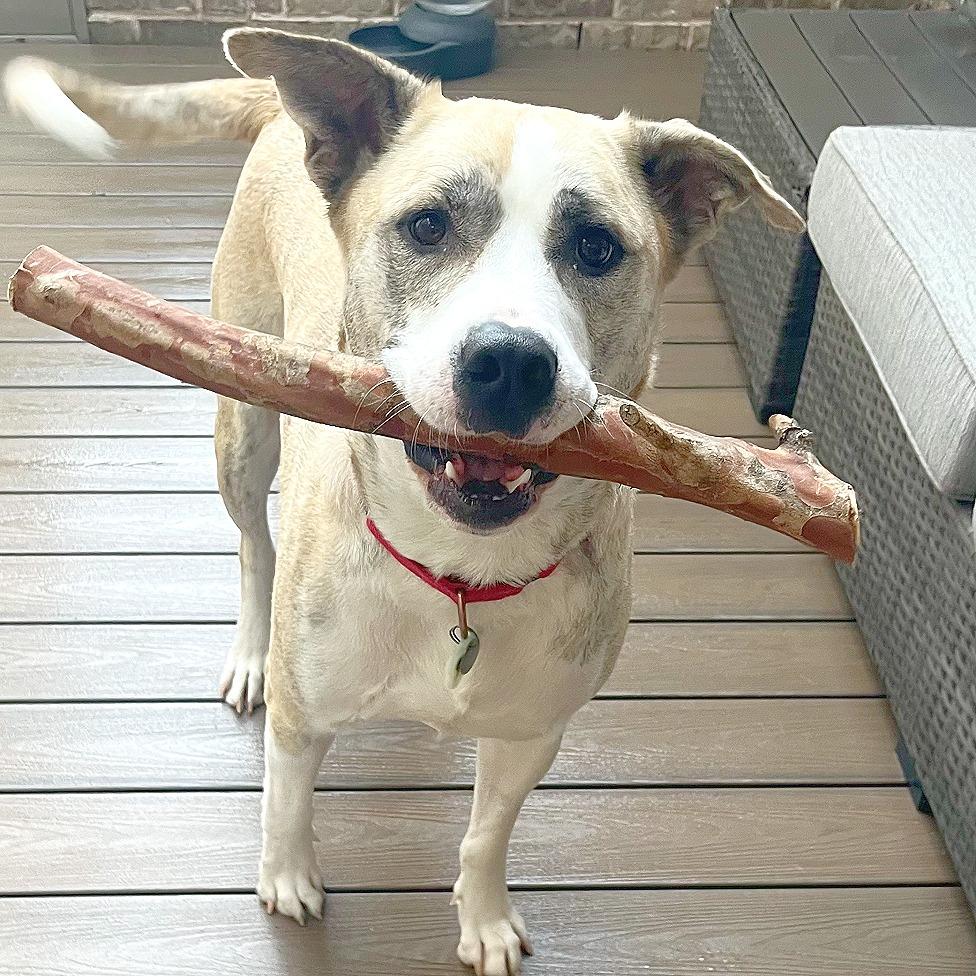 Enlarge Bear, a Adoptable mixed breed in Flower Mound, TX image 2/5