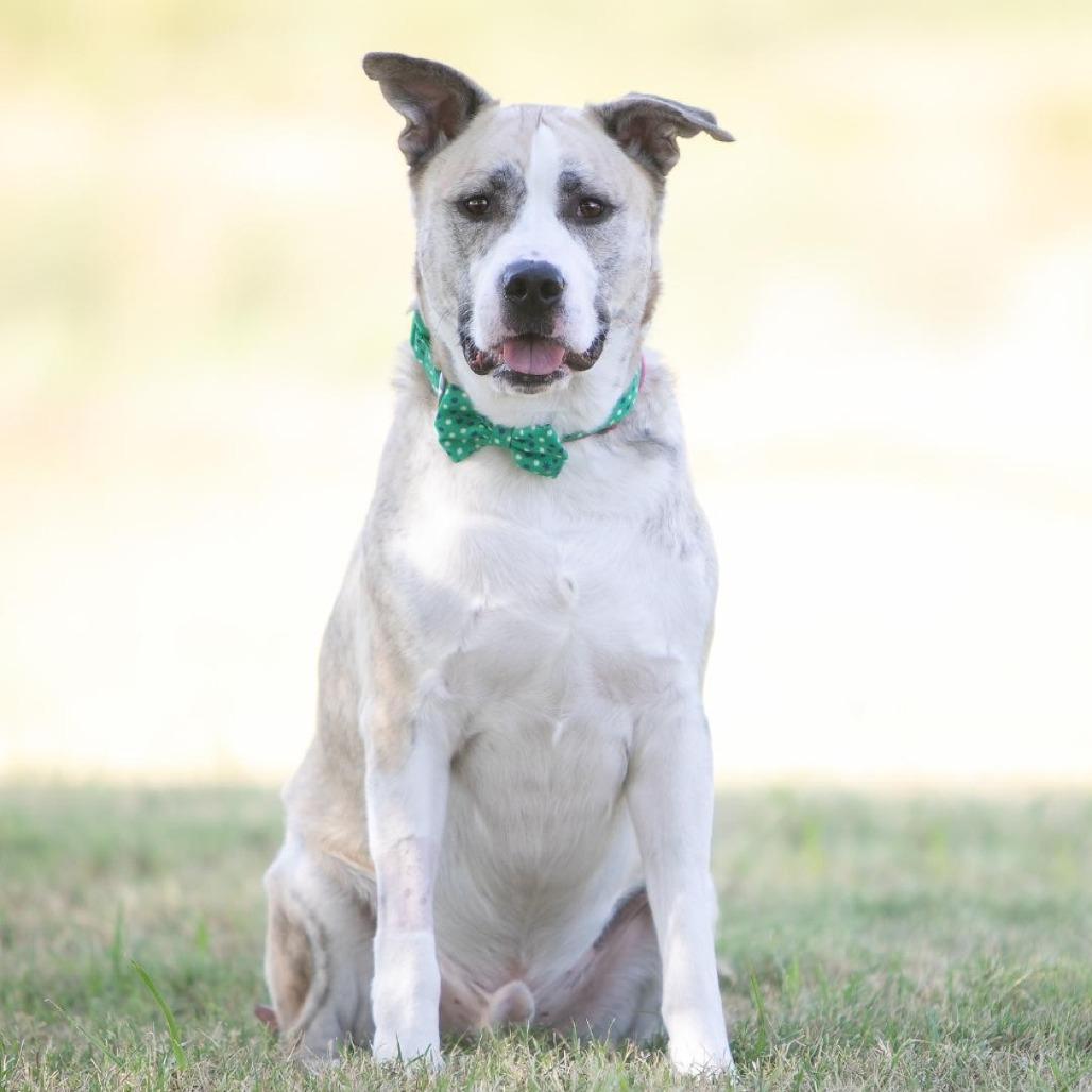 Enlarge Bear, a Adoptable mixed breed in Flower Mound, TX image 3/5