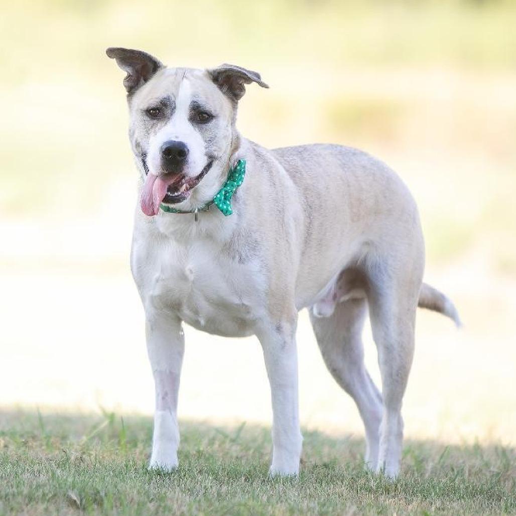 Enlarge Bear, a Adoptable mixed breed in Flower Mound, TX image 4/5