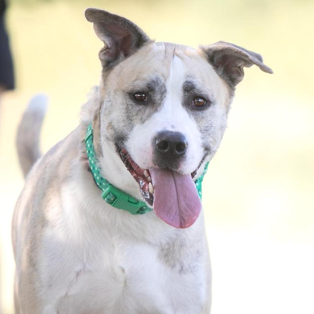 Enlarge Bear, a Adoptable mixed breed in Flower Mound, TX image 5/5