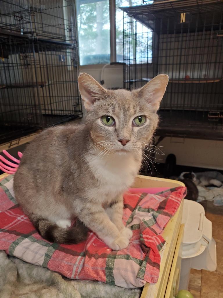 Enlarge Kipper, a Adoptable Domestic Short Hair in Philippi, WV image 1/1