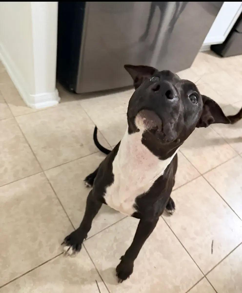 Meadow, a ADOPTABLE mixed breed in Polk, OH image 3/6
