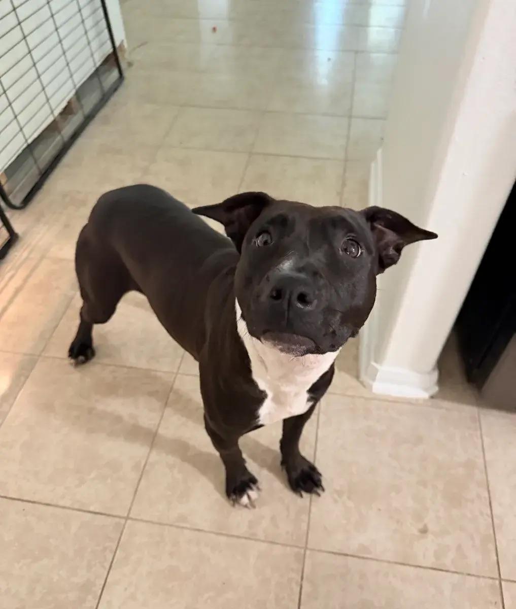Meadow, a ADOPTABLE mixed breed in Polk, OH image 1/6