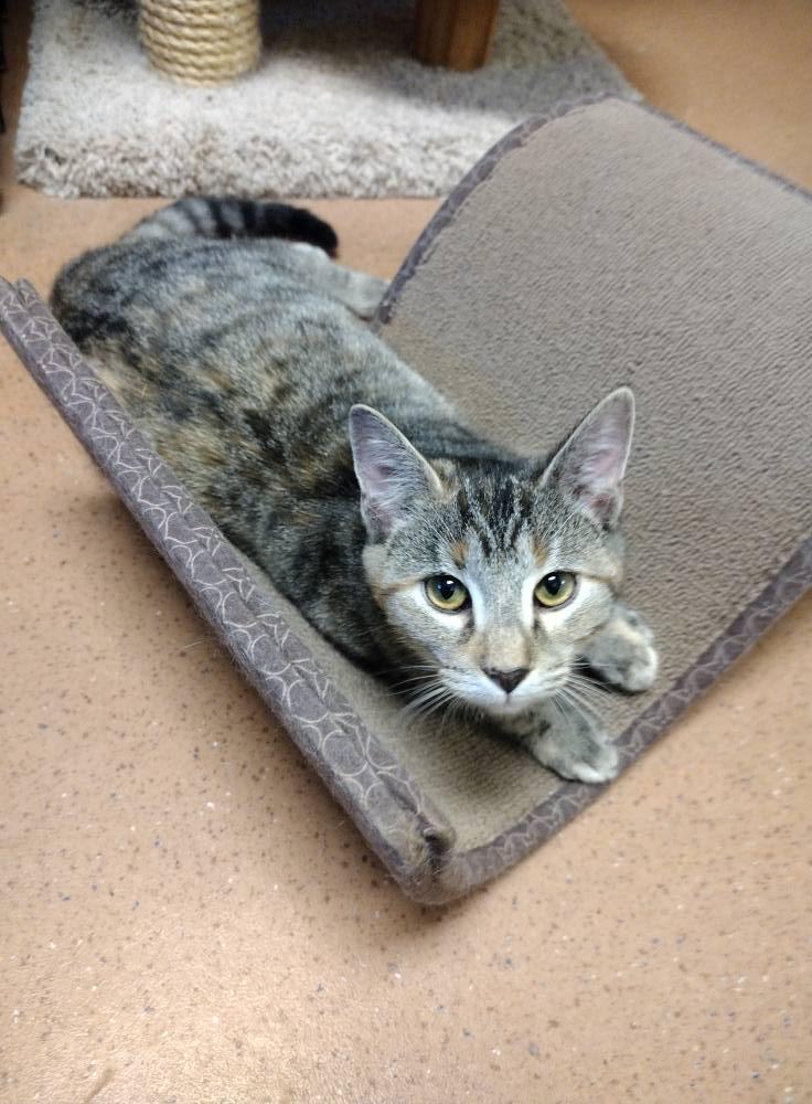 Belle, a Adoptable Torbie in Monroe, OH image 2/2