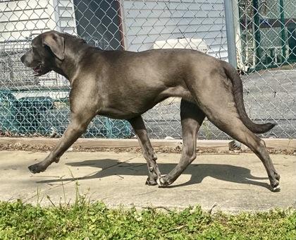Enlarge Lana, a ADOPTABLE Labrador Retriever in Glasgow, KY image 2/2