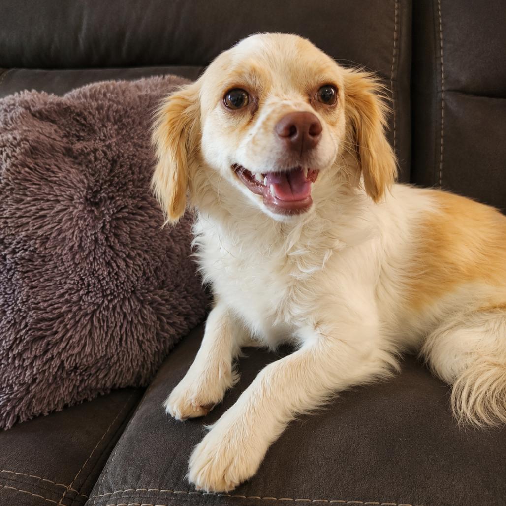 Enlarge Coco, a Adoptable mixed breed in Tucson, AZ image 2/3