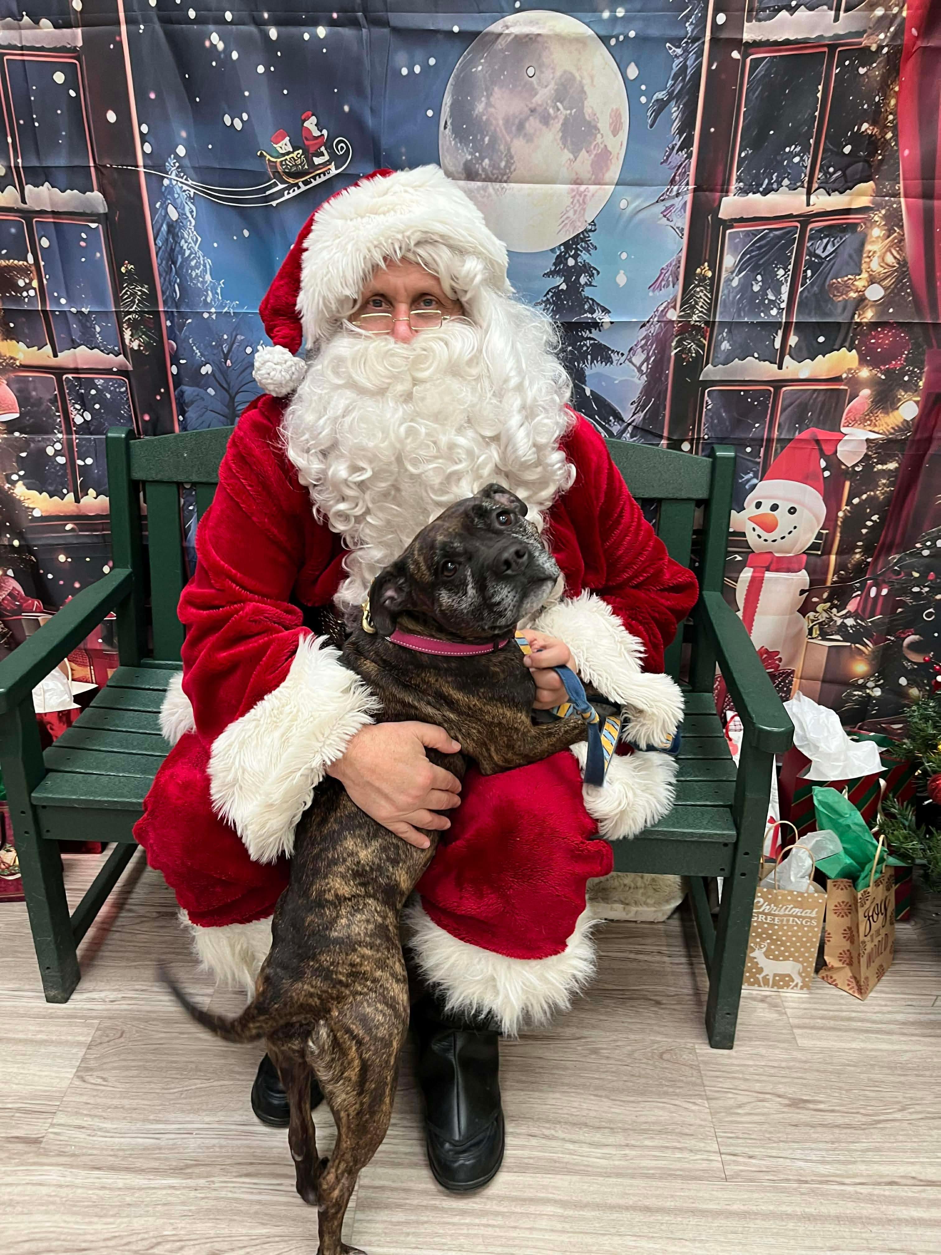 Beverly, Adoptable, Adult Female Mixed Breed & Boxer.